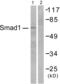 SMAD Family Member 1 antibody, abx012751, Abbexa, Western Blot image 