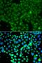 Fyn Related Src Family Tyrosine Kinase antibody, LS-C349239, Lifespan Biosciences, Immunofluorescence image 