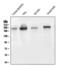 Collagen alpha-1(III) chain antibody, M00788, Boster Biological Technology, Western Blot image 