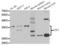 Activating Transcription Factor 1 antibody, LS-C334292, Lifespan Biosciences, Western Blot image 