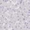 SHC Binding And Spindle Associated 1 antibody, NBP2-31881, Novus Biologicals, Immunohistochemistry frozen image 