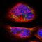 Nicalin antibody, NBP1-81002, Novus Biologicals, Immunofluorescence image 