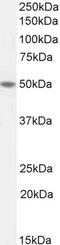 TEA Domain Transcription Factor 2 antibody, PA5-19100, Invitrogen Antibodies, Western Blot image 