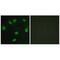 T-Box 15 antibody, A08871, Boster Biological Technology, Immunofluorescence image 