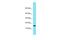 Transmembrane Protein 190 antibody, PA5-70986, Invitrogen Antibodies, Western Blot image 