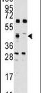 Squalene synthase antibody, PA5-12164, Invitrogen Antibodies, Western Blot image 
