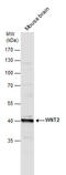 Wnt Family Member 2 antibody, GTX128098, GeneTex, Western Blot image 