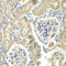 Ornithine decarboxylase antizyme 1 antibody, LS-C349303, Lifespan Biosciences, Immunohistochemistry frozen image 