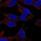 Sphingosine Kinase 2 antibody, NBP2-57035, Novus Biologicals, Immunocytochemistry image 