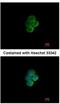 Sialic Acid Binding Ig Like Lectin 7 antibody, NBP2-20360, Novus Biologicals, Immunofluorescence image 