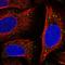 Urea transporter 1 antibody, HPA058353, Atlas Antibodies, Immunofluorescence image 