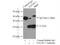 Exosome Component 3 antibody, 15062-1-AP, Proteintech Group, Immunoprecipitation image 