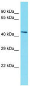 Chromosome 12 Open Reading Frame 56 antibody, TA332208, Origene, Western Blot image 