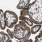 DEAD-Box Helicase 3 X-Linked antibody, NBP1-85290, Novus Biologicals, Immunohistochemistry paraffin image 