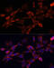 GLI Family Zinc Finger 1 antibody, 15-663, ProSci, Immunofluorescence image 