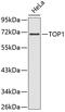 DNA Topoisomerase I antibody, 19-119, ProSci, Western Blot image 