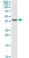 Phosducin Like antibody, LS-C139260, Lifespan Biosciences, Western Blot image 