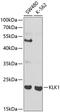 Kallikrein 1 antibody, GTX54309, GeneTex, Western Blot image 