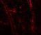 Teneurin Transmembrane Protein 3 antibody, LS-B12218, Lifespan Biosciences, Immunofluorescence image 