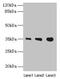 PVR Related Immunoglobulin Domain Containing antibody, LS-C394608, Lifespan Biosciences, Western Blot image 