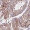 Transmembrane Protein 232 antibody, PA5-61950, Invitrogen Antibodies, Immunohistochemistry paraffin image 