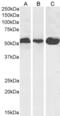 Tubulin Alpha 1a antibody, AE00320, Aeonian Biotech, Western Blot image 