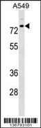 Tripartite Motif Containing 16 antibody, 59-182, ProSci, Western Blot image 