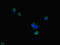  antibody, orb41833, Biorbyt, Immunocytochemistry image 
