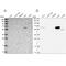Sulfite Oxidase antibody, PA5-58295, Invitrogen Antibodies, Western Blot image 