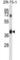 Dolichyl-Phosphate N-Acetylglucosaminephosphotransferase 1 antibody, abx027715, Abbexa, Western Blot image 