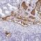 Fibrinogen Alpha Chain antibody, NBP2-33613, Novus Biologicals, Immunohistochemistry frozen image 