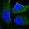 Kelch Domain Containing 8B antibody, HPA014467, Atlas Antibodies, Immunocytochemistry image 