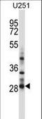 Homeobox C4 antibody, LS-B11743, Lifespan Biosciences, Western Blot image 