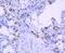 HLA class II histocompatibility antigen, DQ alpha 1 chain antibody, A00232-1, Boster Biological Technology, Immunohistochemistry paraffin image 