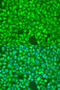Nuclear Factor Kappa B Subunit 2 antibody, 18-945, ProSci, Immunofluorescence image 