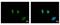 Structural Maintenance Of Chromosomes 6 antibody, GTX116832, GeneTex, Immunofluorescence image 