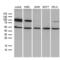 Transcription Factor 12 antibody, LS-C795104, Lifespan Biosciences, Western Blot image 