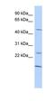 Estrogen Related Receptor Alpha antibody, orb324382, Biorbyt, Western Blot image 