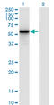 Interferon Regulatory Factor 3 antibody, LS-C197546, Lifespan Biosciences, Western Blot image 