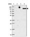 Lymphocyte antigen 75 antibody, NBP2-48926, Novus Biologicals, Western Blot image 