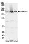 HEAT Repeat Containing 1 antibody, A305-083A, Bethyl Labs, Western Blot image 
