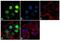 Secreted Phosphoprotein 1 antibody, 702184, Invitrogen Antibodies, Immunofluorescence image 