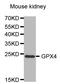 Glutathione Peroxidase 4 antibody, TA327216, Origene, Western Blot image 