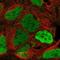 Lysine Demethylase 5C antibody, NBP2-55541, Novus Biologicals, Immunofluorescence image 