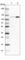 Glutamate Ionotropic Receptor Kainate Type Subunit 2 antibody, HPA014623, Atlas Antibodies, Western Blot image 