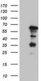 Kruppel Like Factor 5 antibody, TA811860S, Origene, Western Blot image 