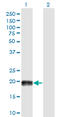 Microtubule Associated Protein 4 antibody, LS-C139102, Lifespan Biosciences, Western Blot image 