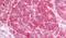 Insulin Receptor antibody, PA5-32878, Invitrogen Antibodies, Immunohistochemistry frozen image 