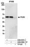 Pseudouridine Synthase 3 antibody, A304-957A, Bethyl Labs, Immunoprecipitation image 