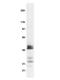 Transcription Factor 7 antibody, NBP2-29766, Novus Biologicals, Western Blot image 